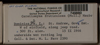 Ceratiomyxa fruticulosa var. fruticulosa image